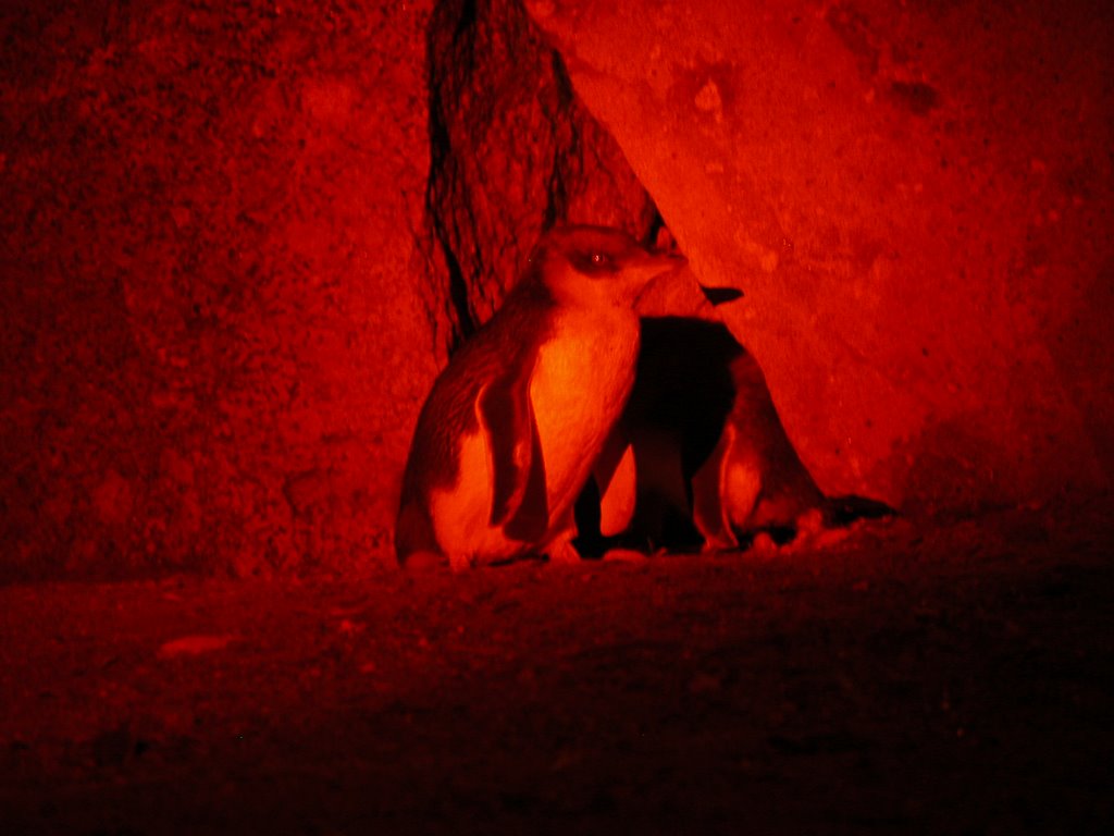 A young fairy penguin at Granite Island by Philipp Gaertner