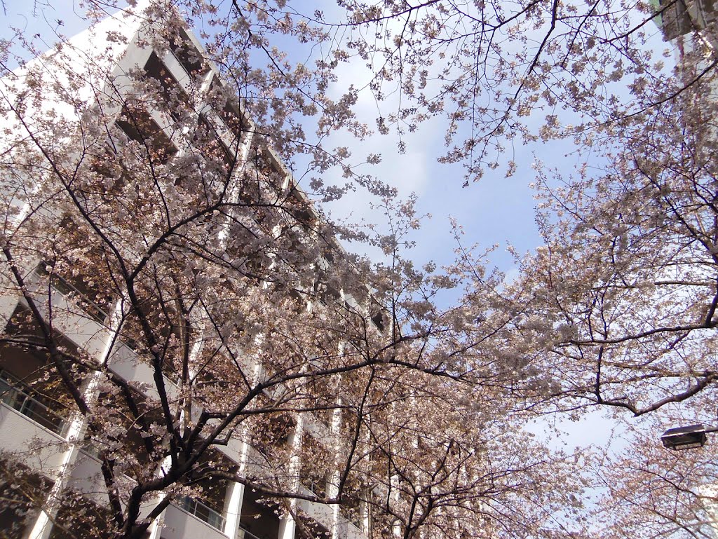 SAKURA Street / さくら通り by Kangoo_