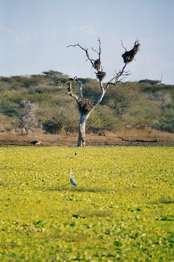 Kruger Park - Südafrika by Styve Reineck