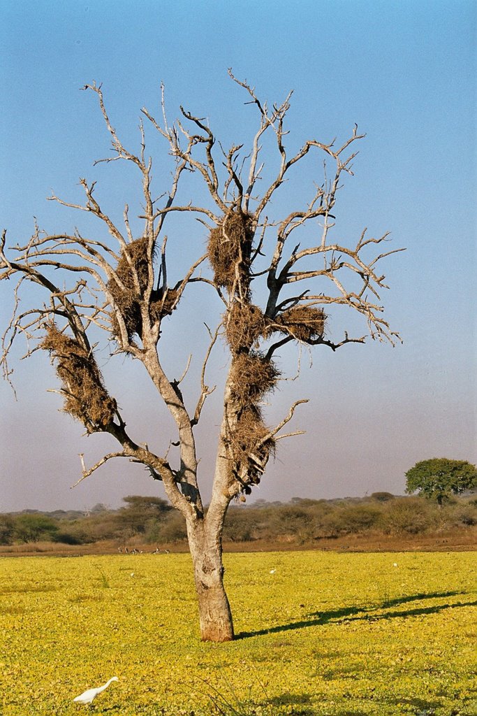 Kruger Park - Südafrika by Styve Reineck