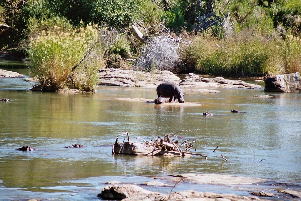 Kruger Park - Südafrika by Styve Reineck