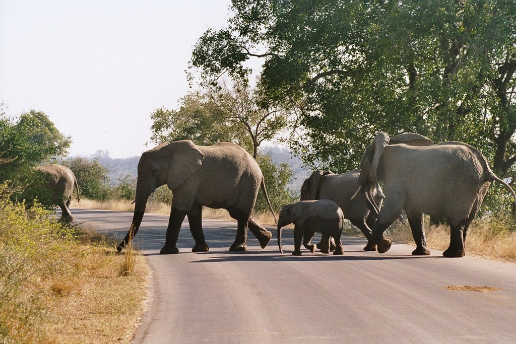 Kruger Park - Südafrika by Styve Reineck