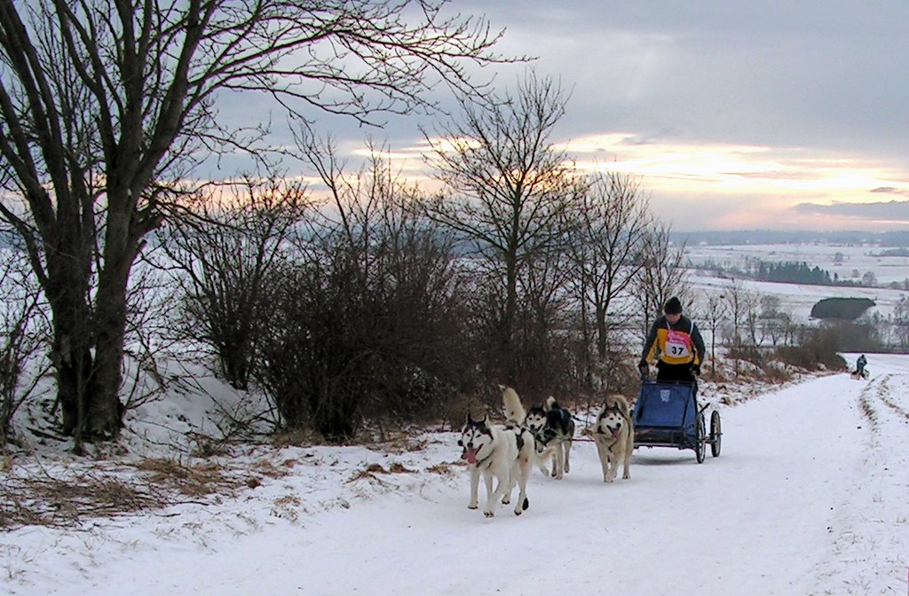 Schlittenhunderennen by Hans Ulrich H.