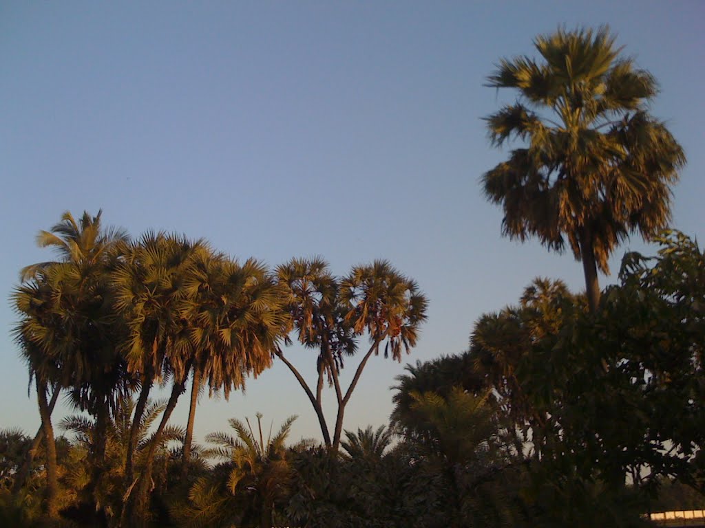 Single Coconut tree & Beetle trees by jagdishchandra