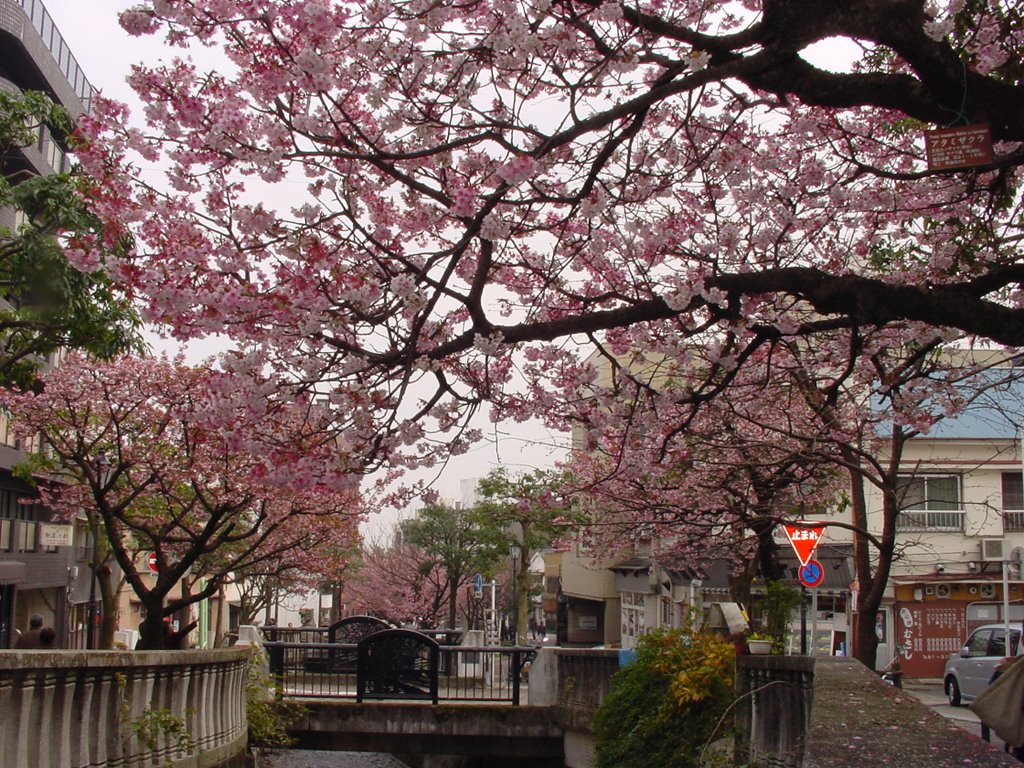 Atami-sakura by Fujisan