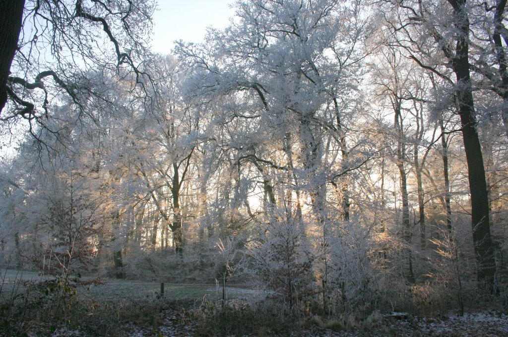 Gravenallee in de Winterzon by henkpullen