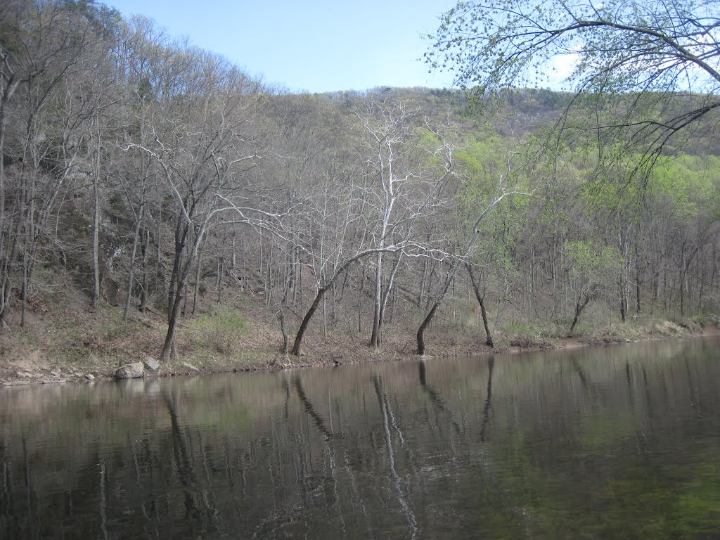 Sycamores on the shore of the cacapon by midatlanticriverrat