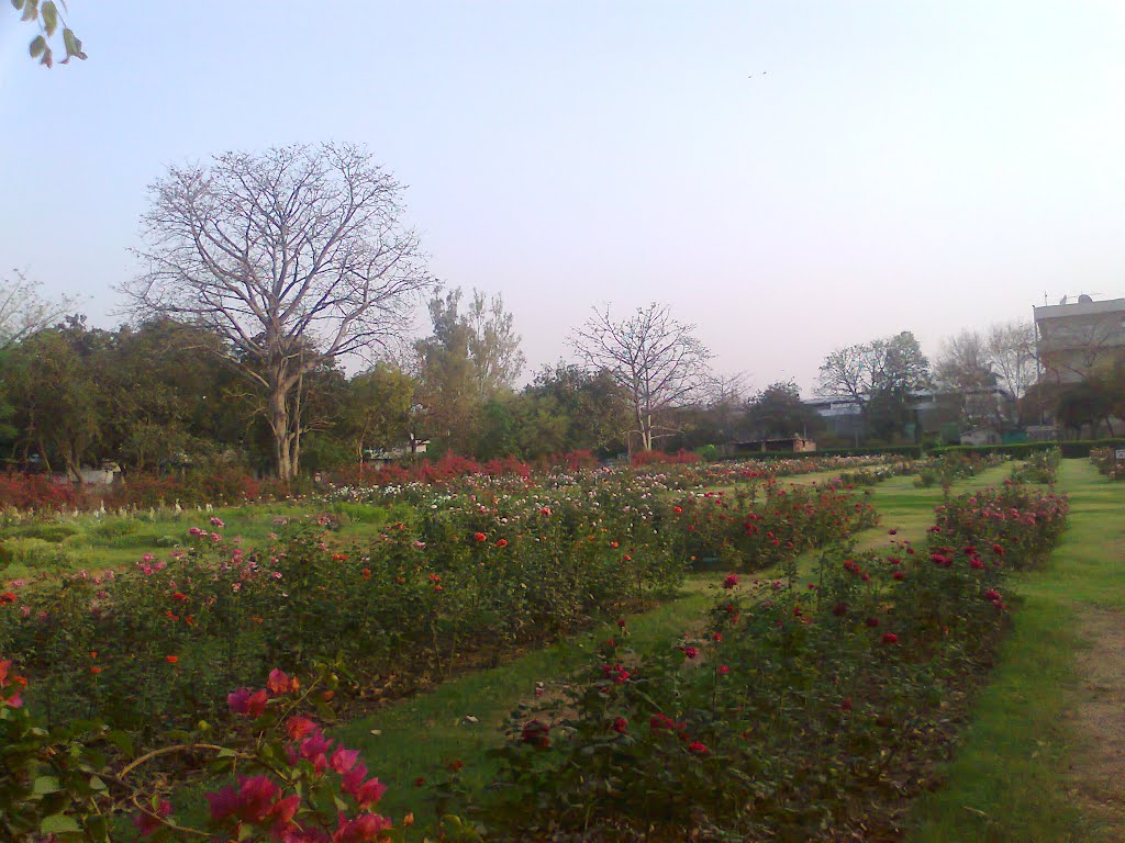 Roses at Chanakya Puri, New Delhi by suchitaxaxa