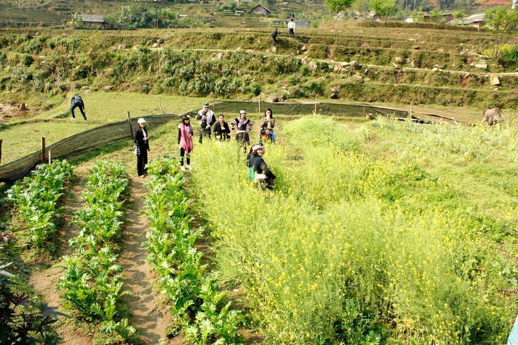 Ruộng hoa của bà con bản Tả Van, Sapa by Trọng Luân