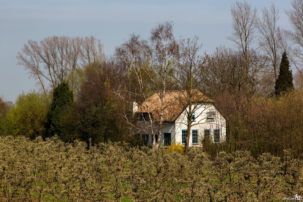 Waalbandijk, Heesselt by © BraCom (Bram)