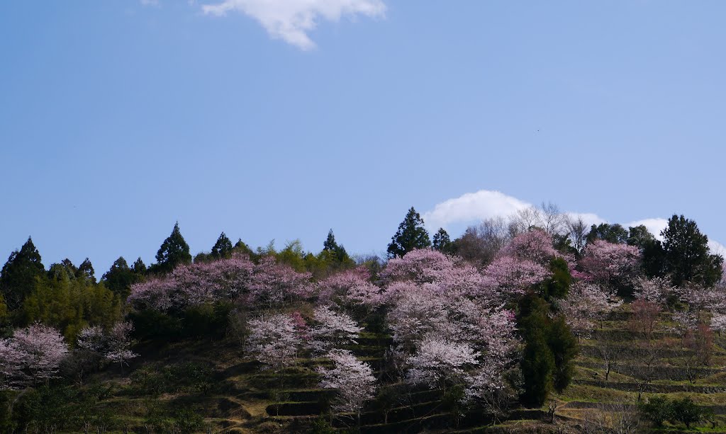 佐那河内村　里山の桜 by folon X