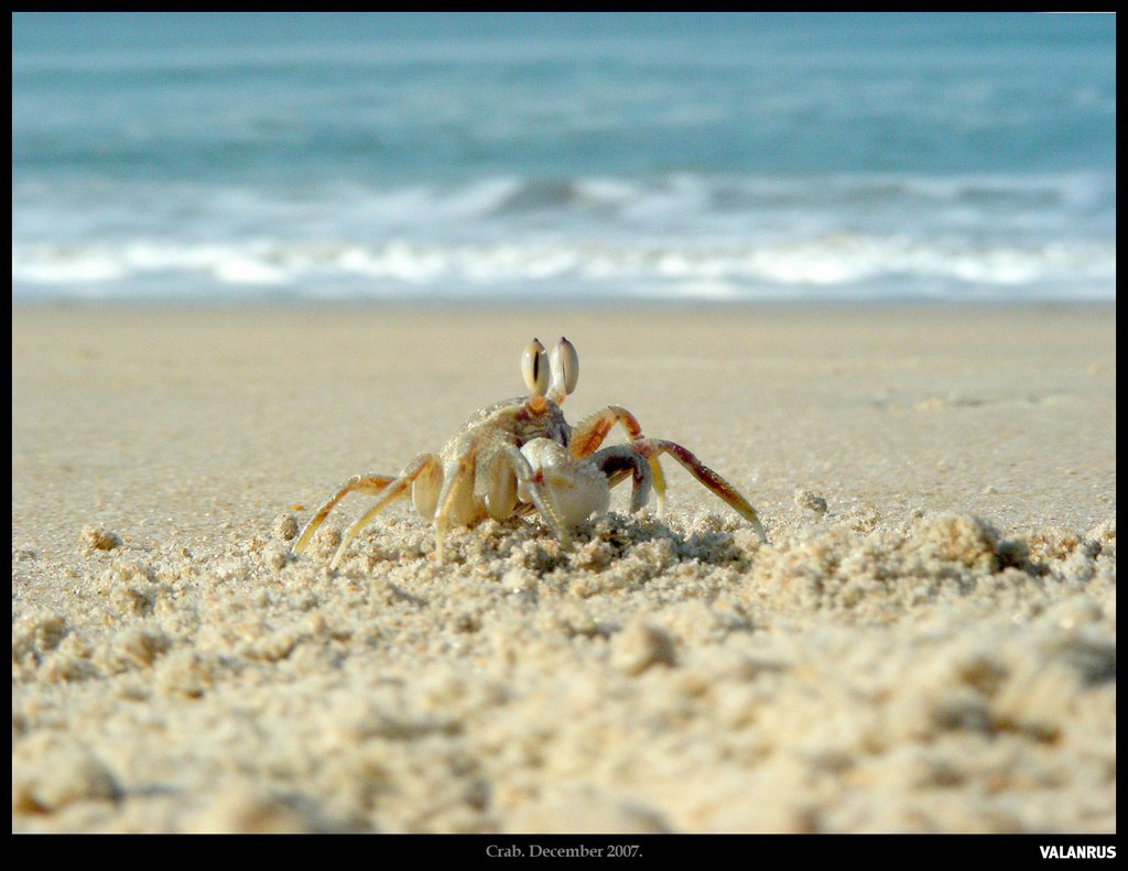 Crab by AVTO VOVA