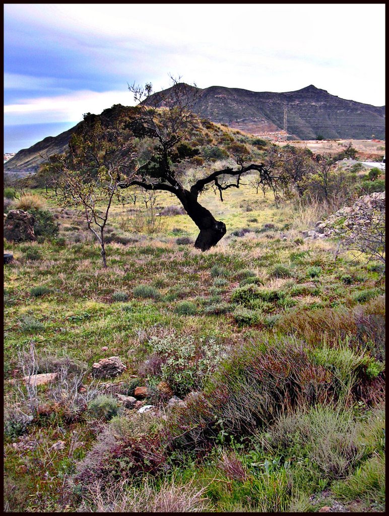 Subid a Enix, almendro by juan jose romero