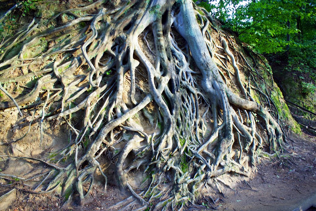 Roots at Liberty by DC1948