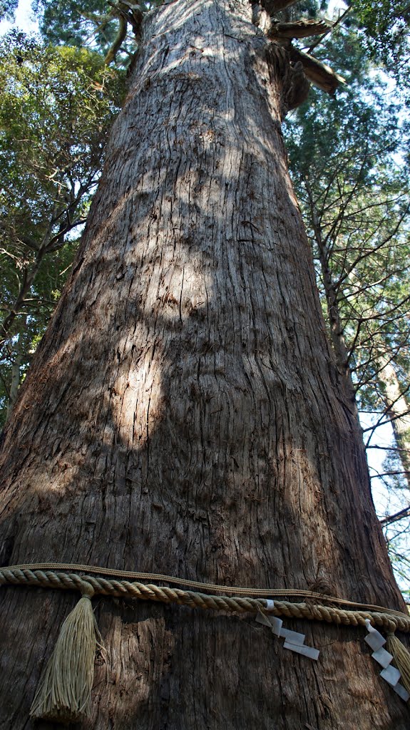 麻賀多神社の大杉 -Big Cryptomeria in Magata Shrine- by Saruman8000