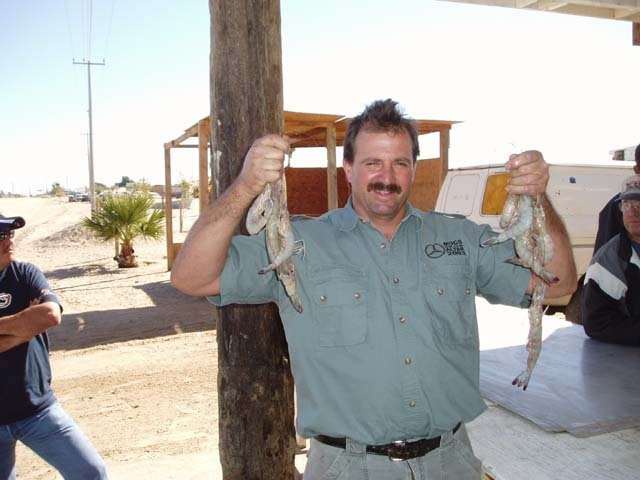 Killer Shrimp in El Gulfo, Sonora. by Bill Caid