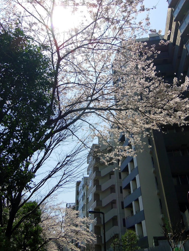 Tsukijigawa Park / 築地川公園 by Kangoo_