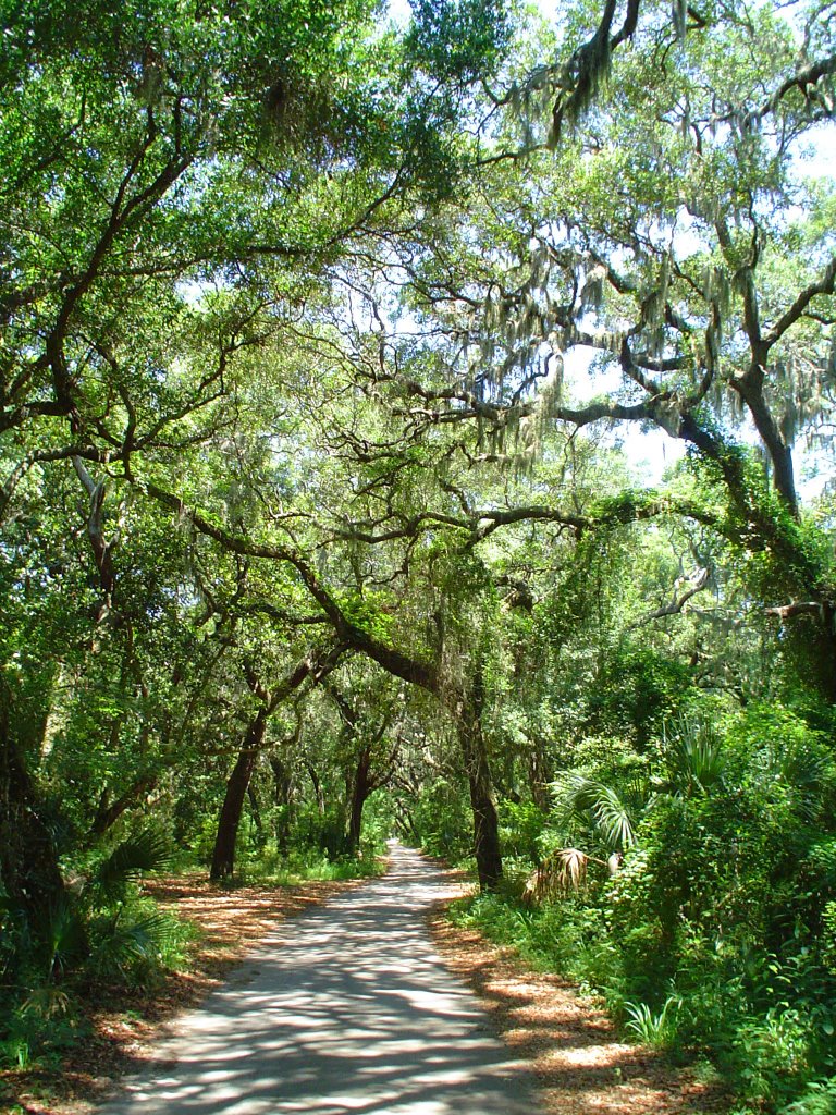 Canopy road, Fort George Road, Fort George Island, Florida (6-2006) 2 by Ken Badgley