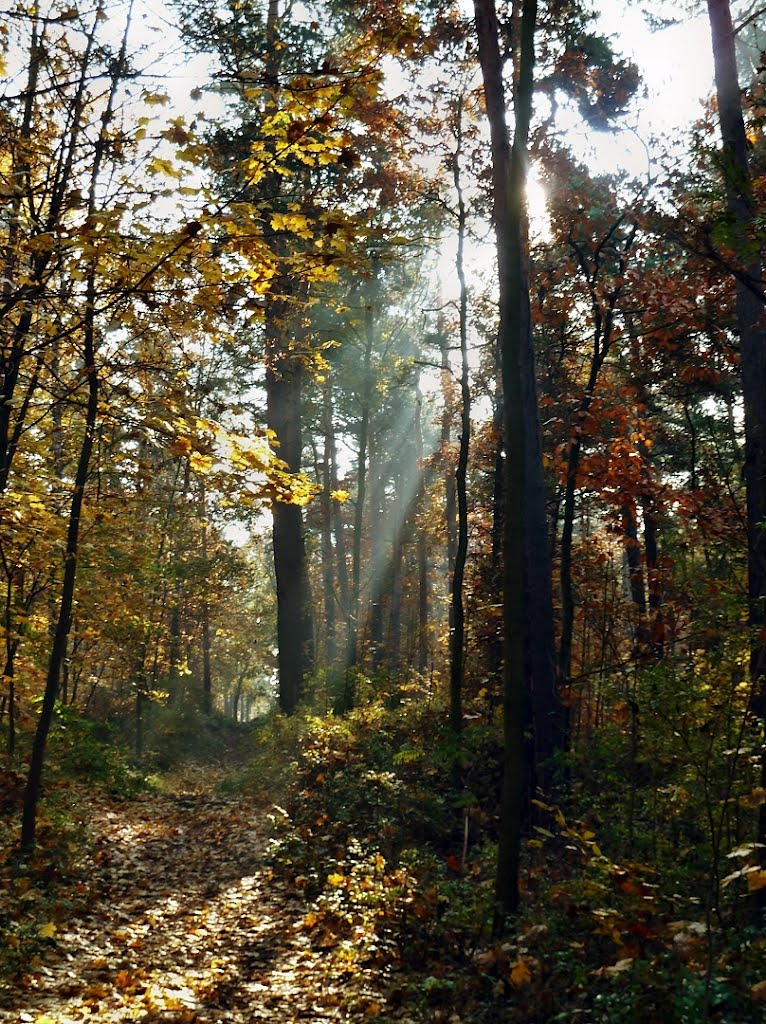 Sonnenlicht im Herbstwald, Dölauer Heide, Halle by matmicpic