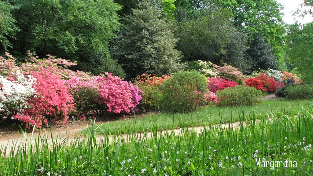 Belmonte arboretum by Margaritha