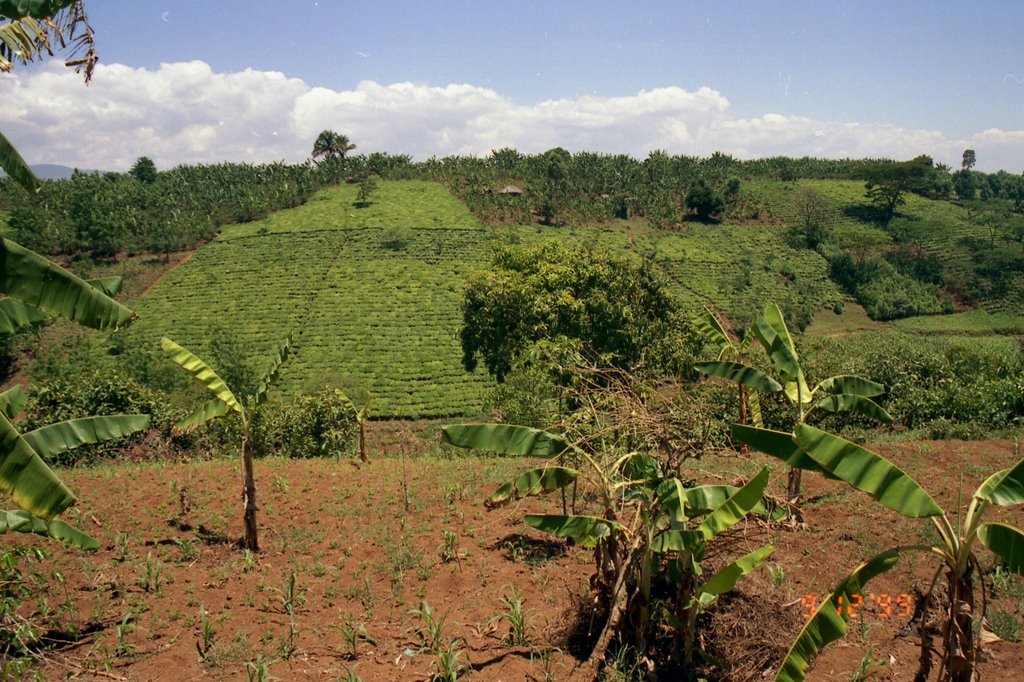 Small holder tea gardens by ampthillmark