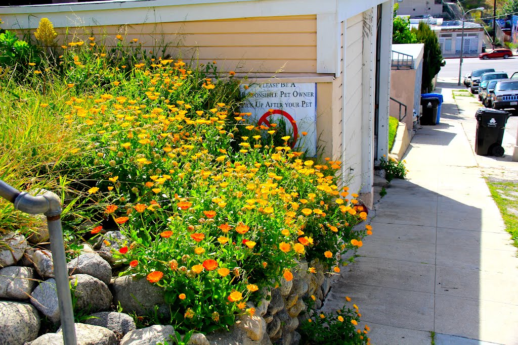 Front garden of a home on Innes Ave, Echo Park, Los Angeles, CA by MICHAEL  JIROCH  &  www.michaeljiroch.com