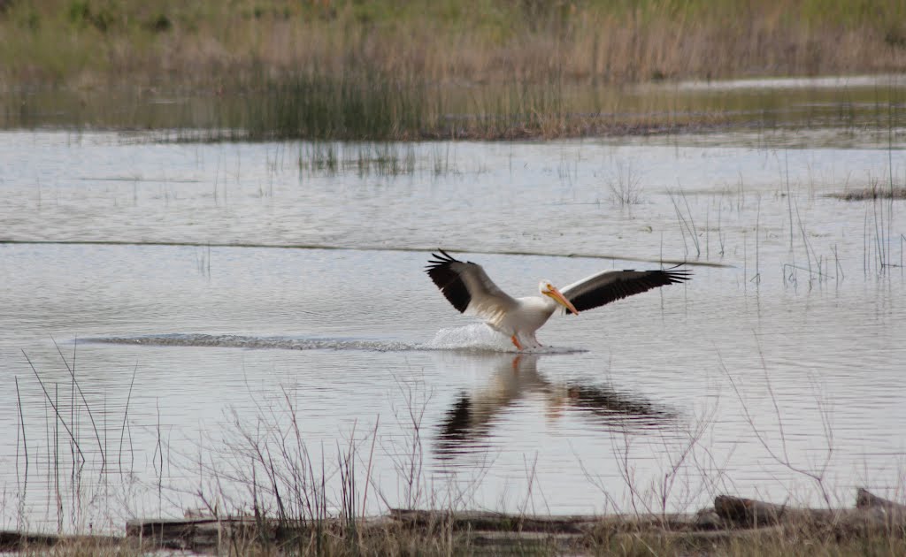 Pelican Landing by Gaylen Walker