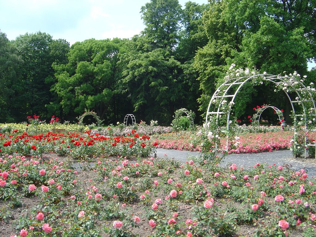 Rosengarten ( garden of roses ) by Grashüpfer