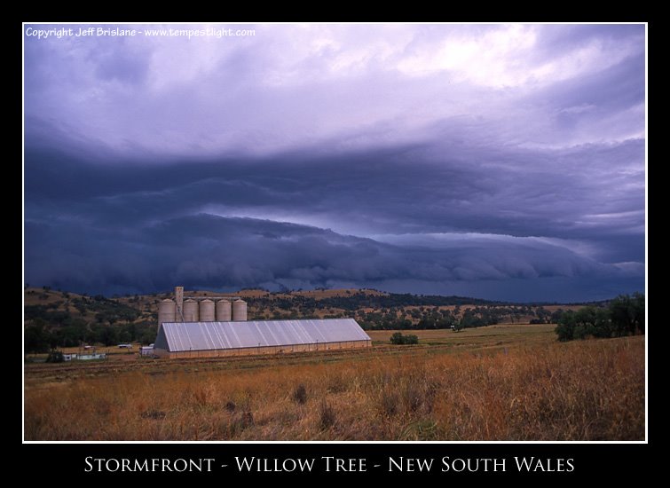 Stormfront Willow Tree by tempestlight