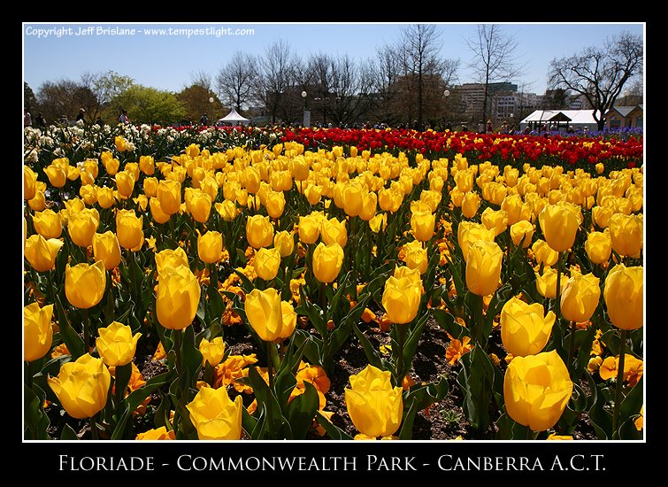 Floriade 1 by tempestlight