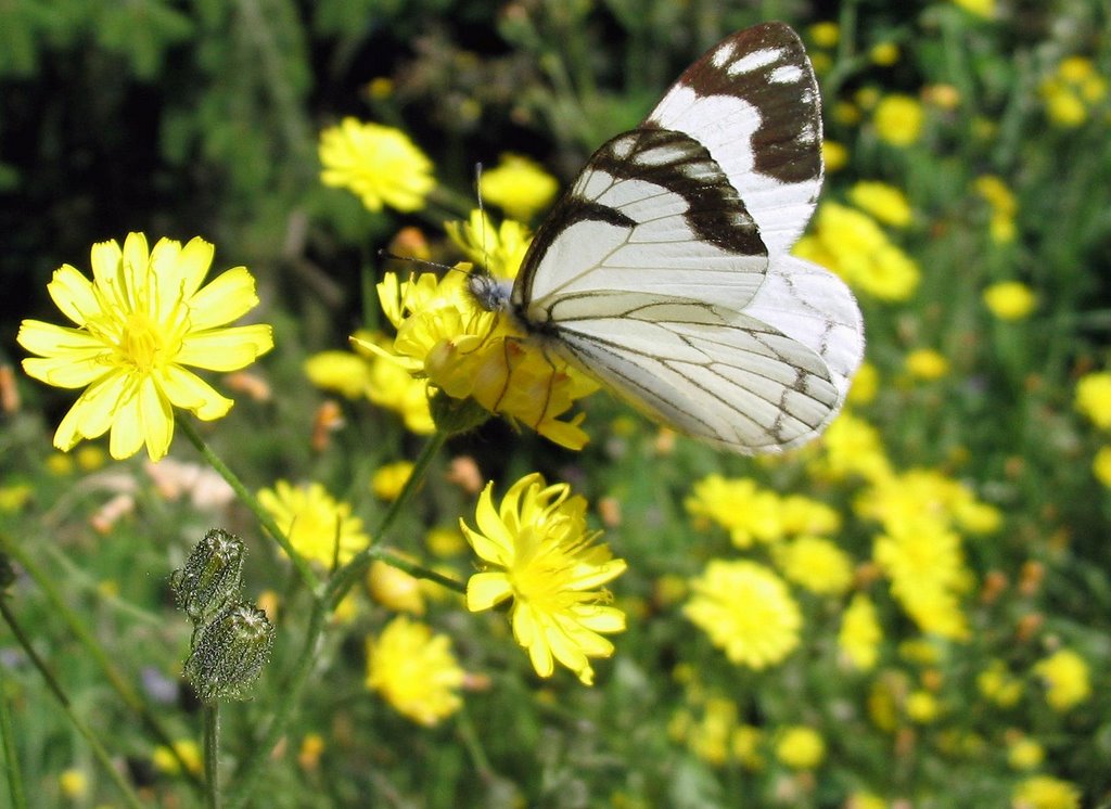 butterfly, Nanaimo, BC by Anne M. Fearon-Wood