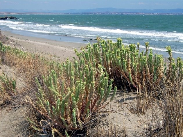 Pomorie flora by Valko Mária