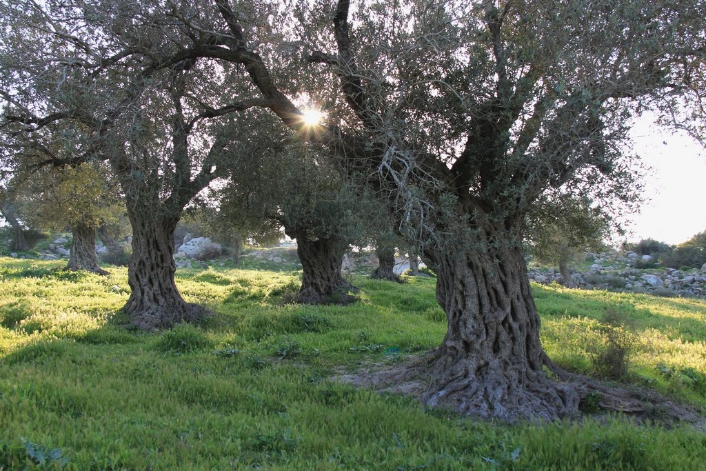 Olive trees by ©terminvox