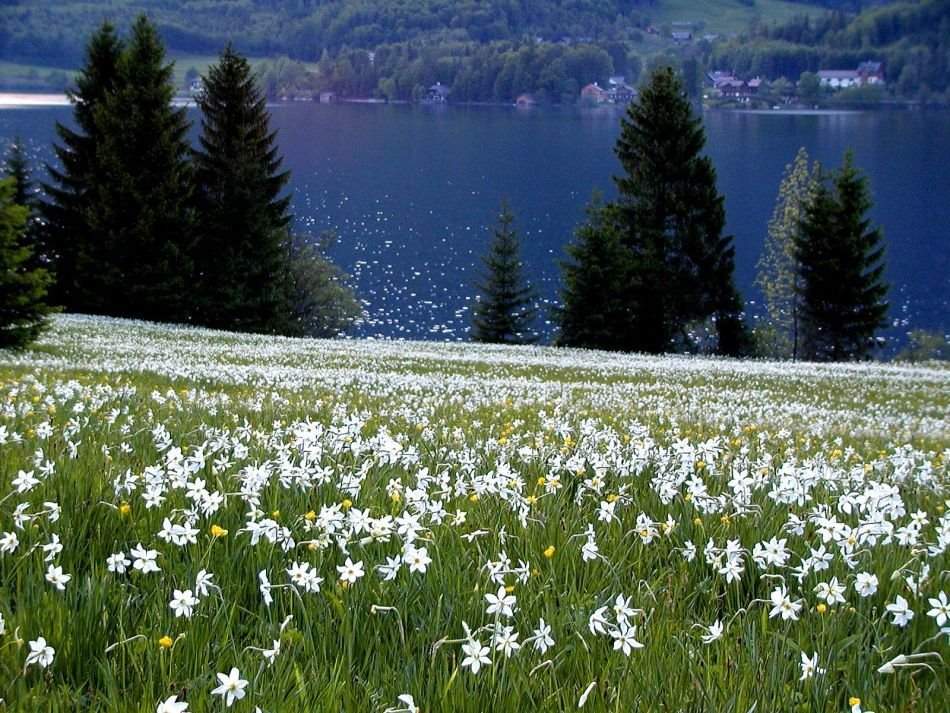 Narzissenwiese am Grundlsee by Hans Wolters