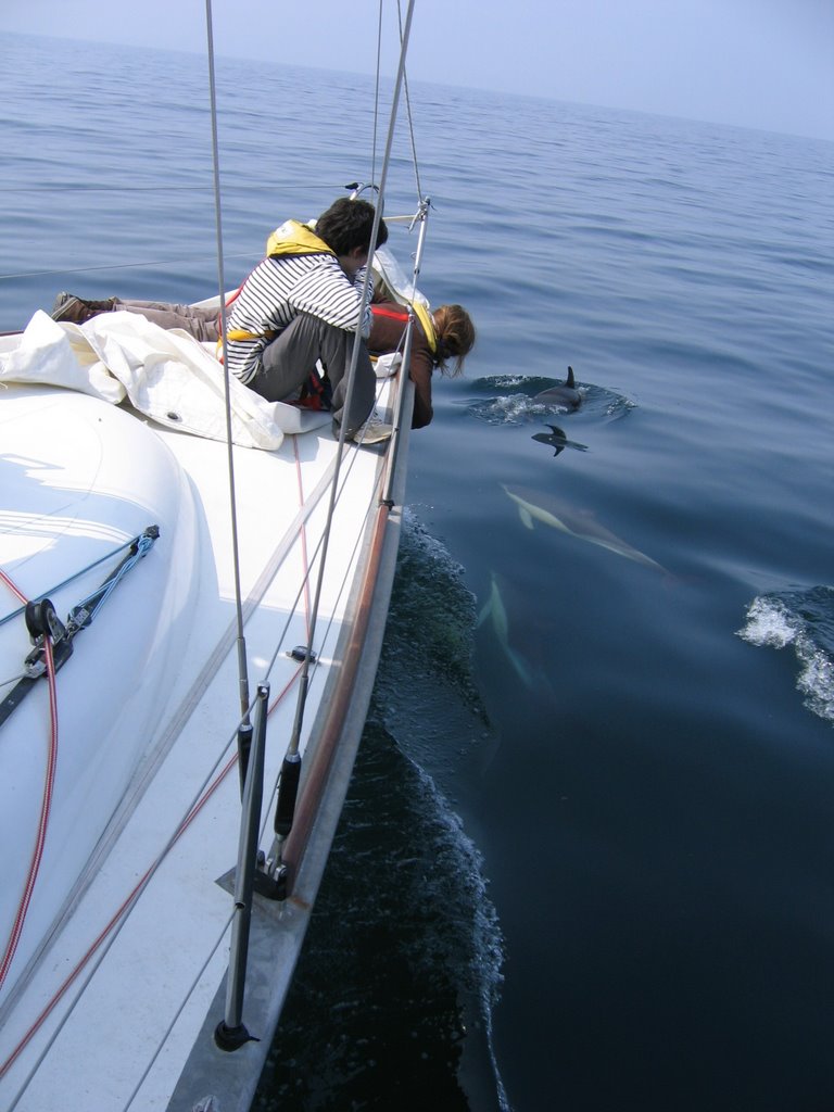 Dauphins communs by Gilles Hervillard