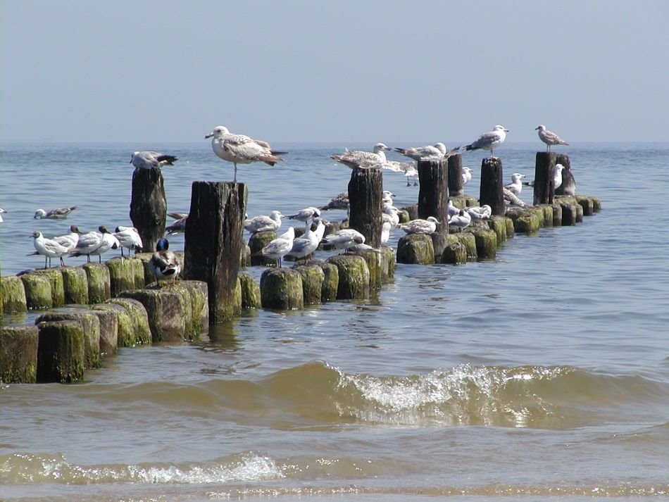 Buhne bei Heringsdorf, Insel Usedom by Hans Wolters