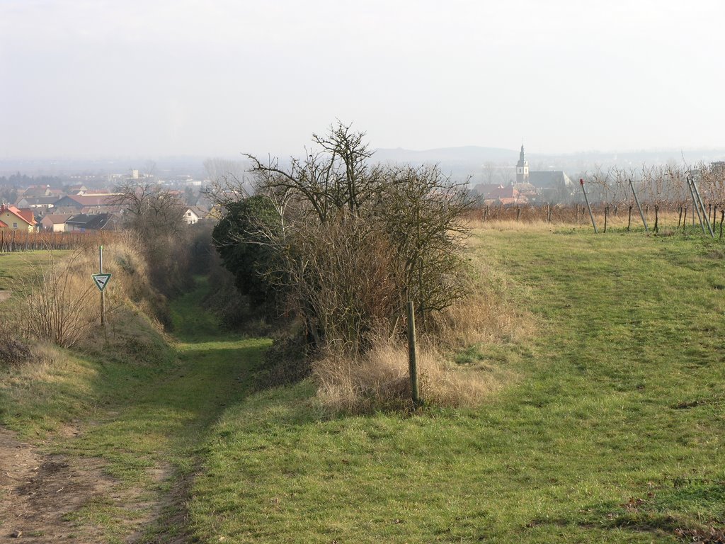 Dirmstein, Wörschberger Weg, Blick nach Südosten by Jan Haas