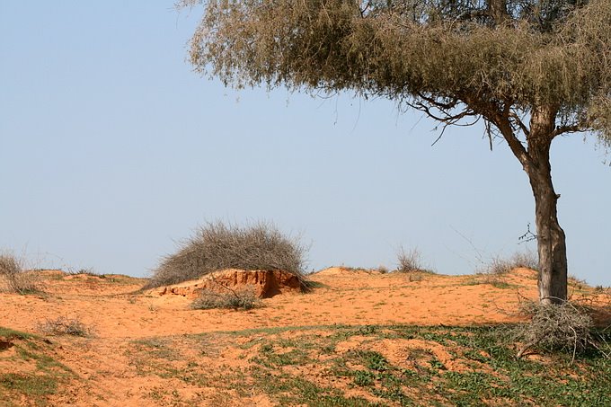 Acacia in Desert by Stanislav Krejcik www.meloidae.com