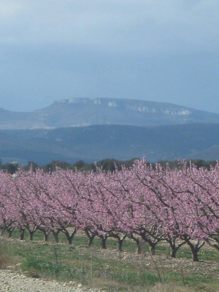 Spring by " Mystic Angel "