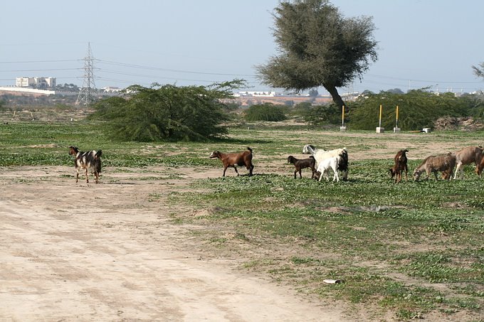 Goats by Stanislav Krejcik www.meloidae.com