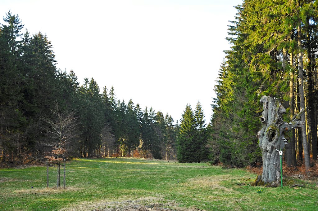 Thüringer Wald: an der neuen und alten Schillerbuche am Rennsteig by Klaus Rommel