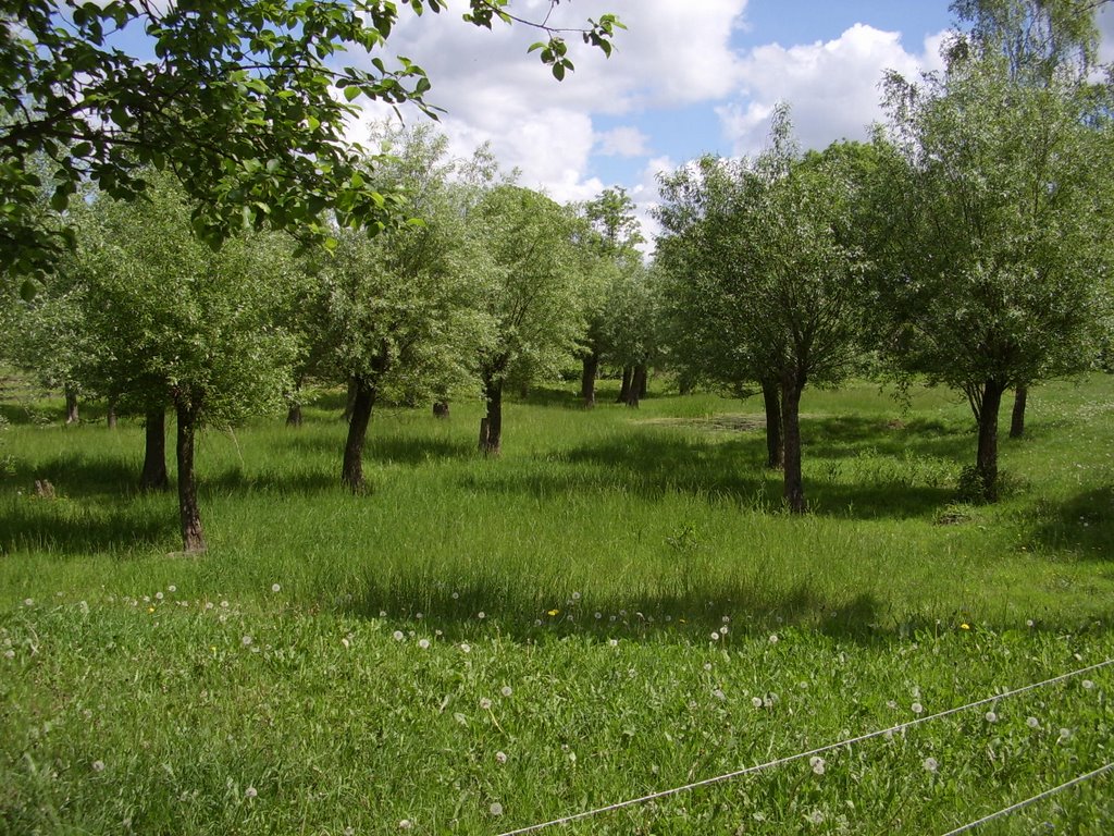 Kleines Sumpfgebiet in Dammwolde by Pit Strehl