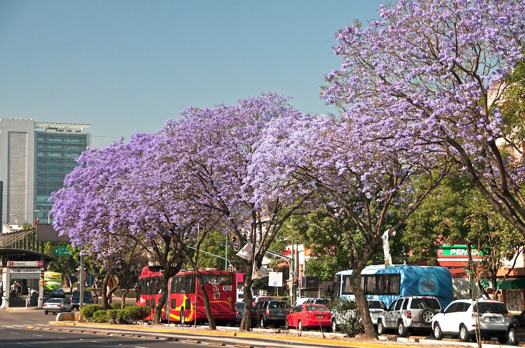 Jacarandas en Insurgentes by Enrique_Aguirre