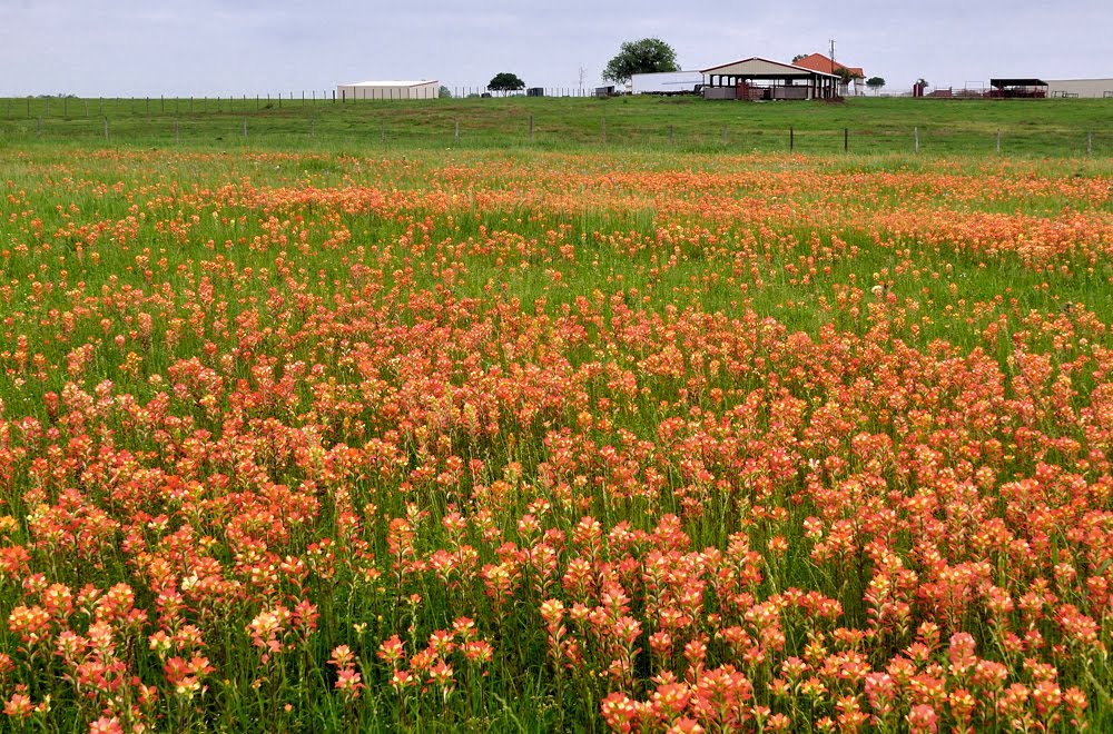 Indian pain brush in Texas by jiangliu