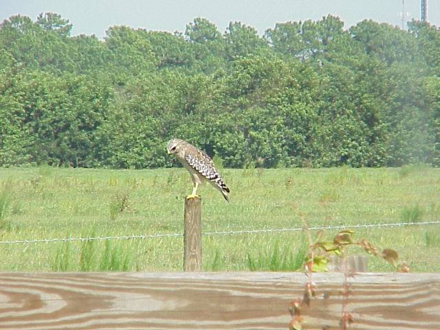 Hawk, rural Hillsborough County, near Ruskin, Florida (9-16-2001) by Ken Badgley