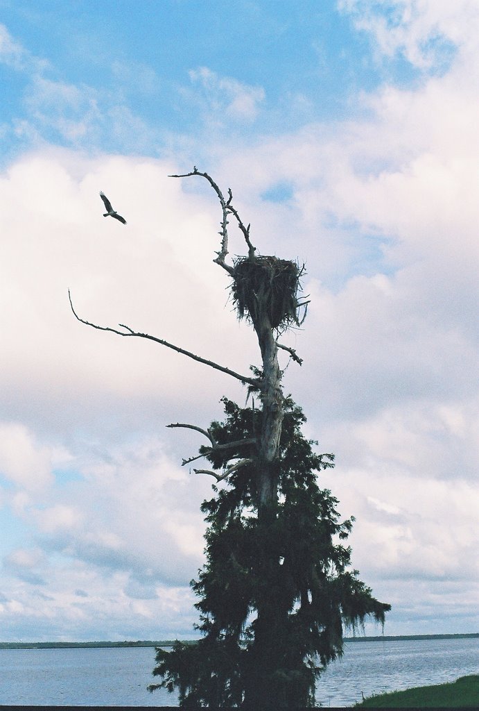 Osprey with nest on cypress, Lake Jessup, Jones Landing (6-30-2006) by Ken Badgley