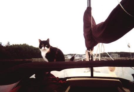 Grace (Ship's Cat) surveying our anchorage in Caribou Harbour NS by aloha27