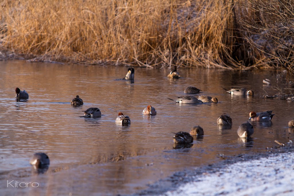 ウトナイ湖 by kitaro_xoxo