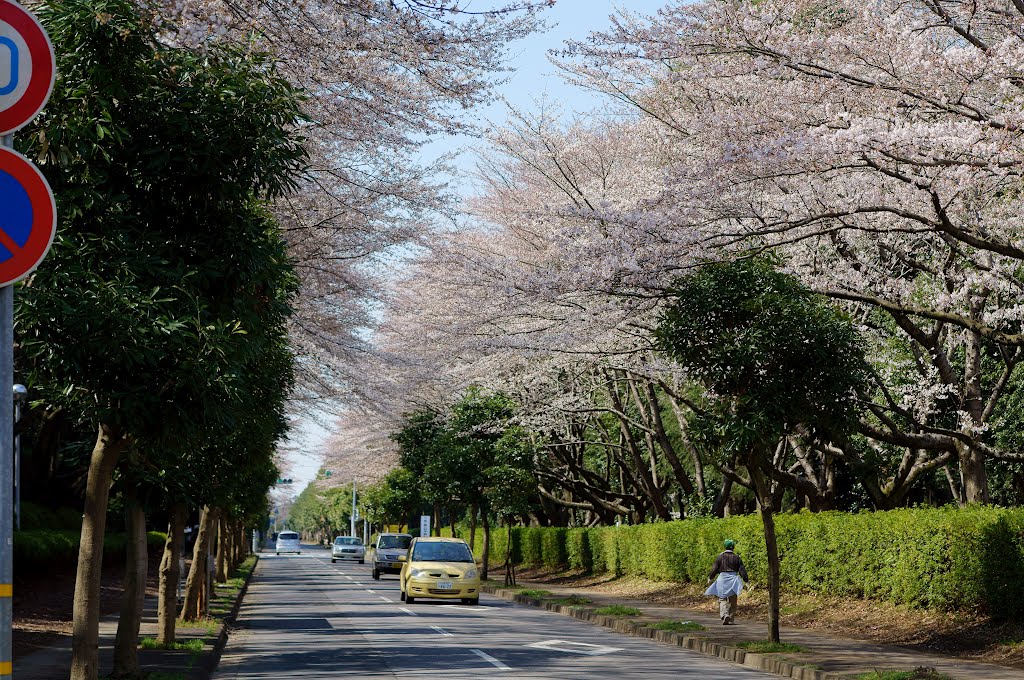 Sakura street at Kannondai by Toshihiro Matsui