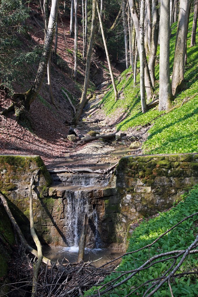 Bear's garlic in the ravine by Kurt Schwendinger  www.bestimage4u.com